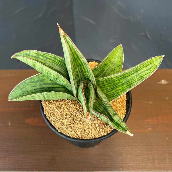 サンセベリア:ホビット 3.5号鉢植