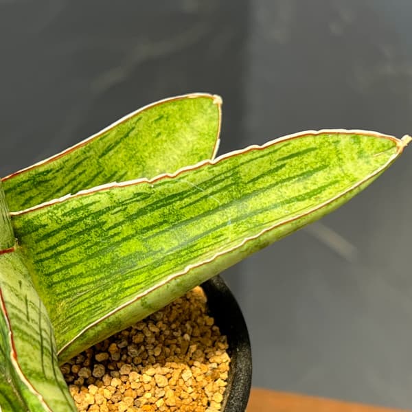 サンセベリア:ホビット 3.5号鉢植