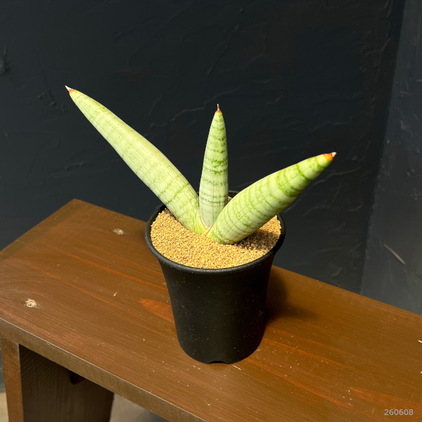 サンセベリア:ホワイト リノ 3.5号鉢植え