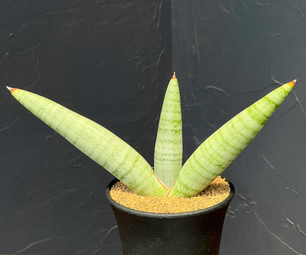 サンセベリア:ホワイト リノ 3.5号鉢植え