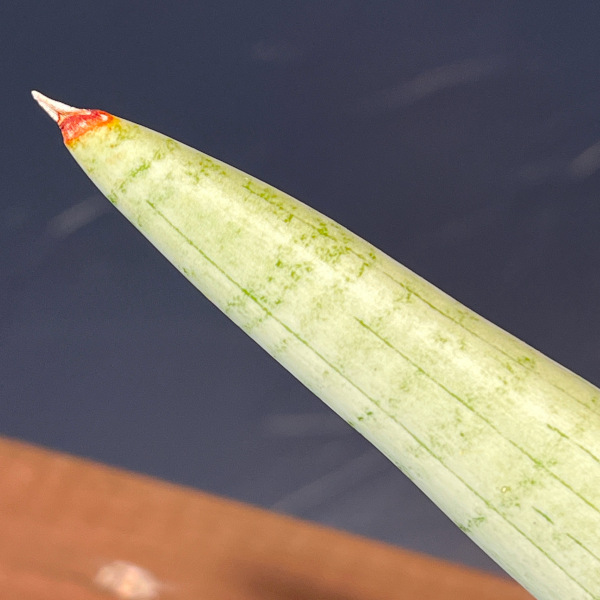 サンセベリア:ホワイト リノ 3.5号鉢植え
