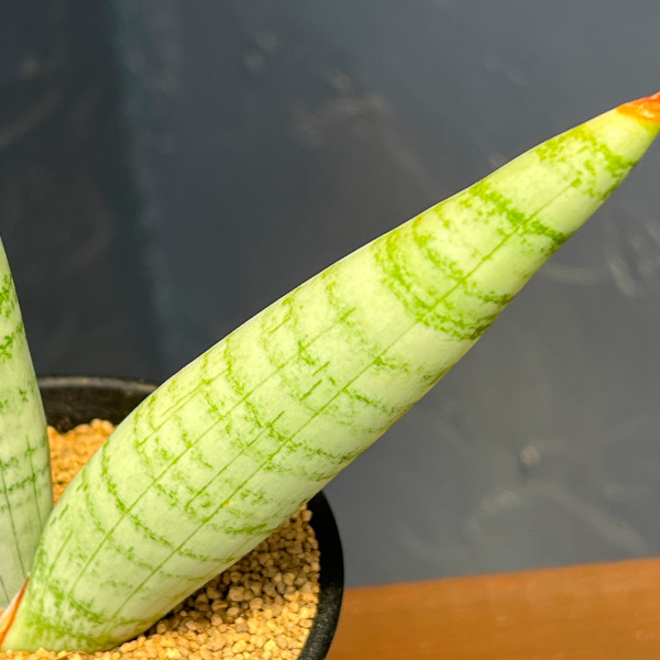 サンセベリア:ホワイト リノ 3.5号鉢植え