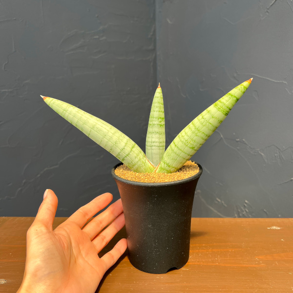 サンセベリア:ホワイト リノ 3.5号鉢植え