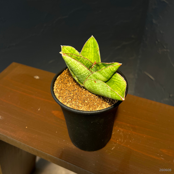 サンセベリア:ヴィーラ 3.5号鉢植え