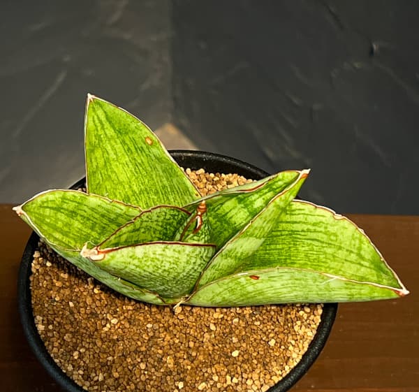 サンセベリア:ヴィーラ 3.5号鉢植え