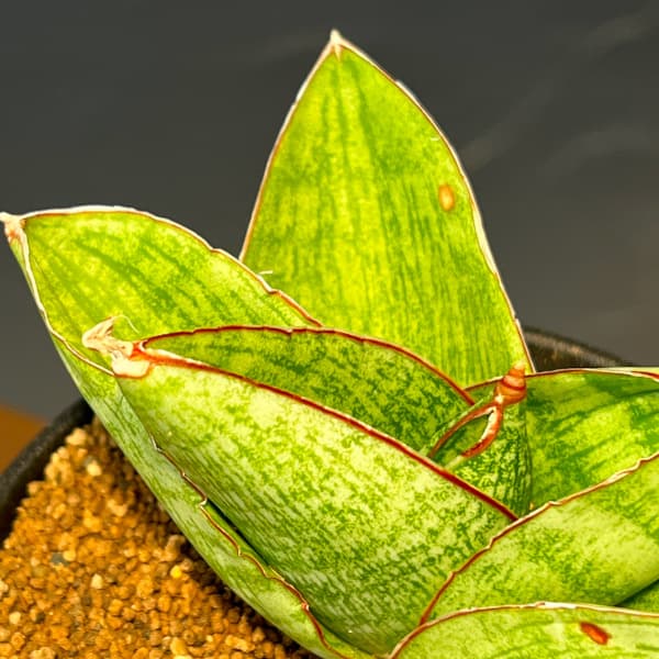 サンセベリア:ヴィーラ 3.5号鉢植え