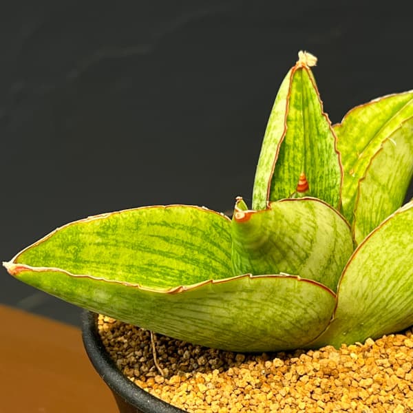 サンセベリア:ヴィーラ 3.5号鉢植え