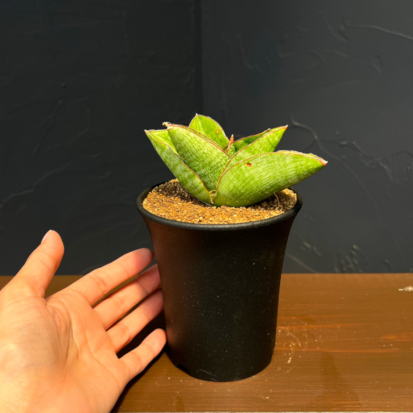 サンセベリア:ヴィーラ 3.5号鉢植え