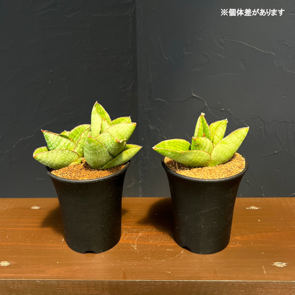 サンセベリア:ヴィーラ 3.5号鉢植え