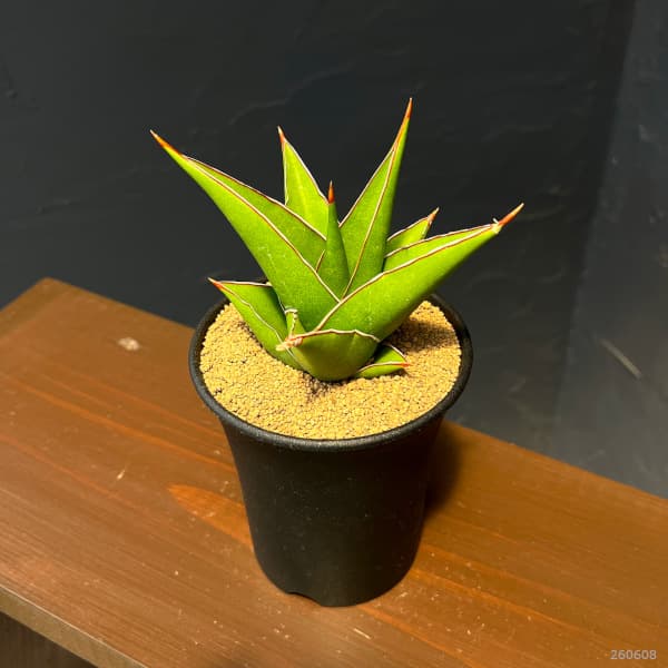 サンセベリア:タワー 3.5号鉢植え