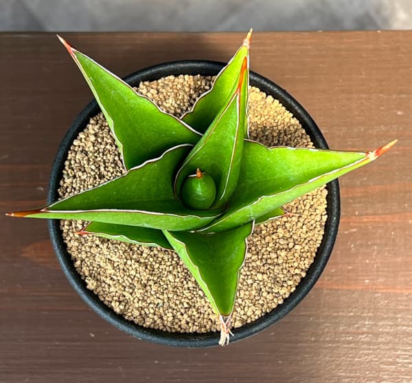 サンセベリア:タワー 3.5号鉢植え