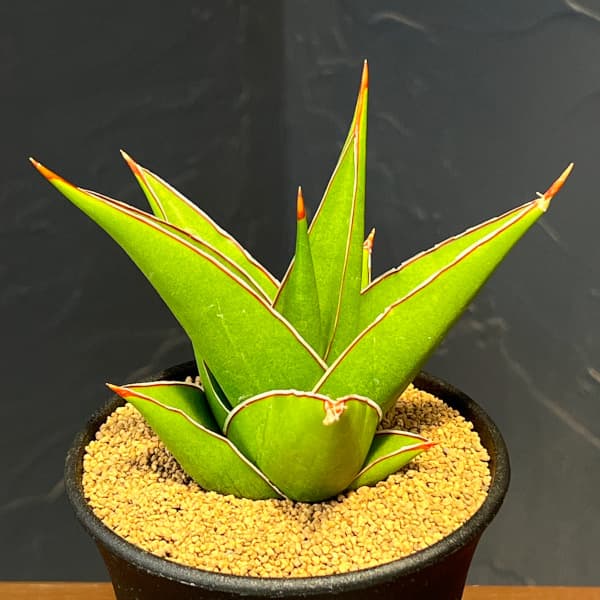 サンセベリア:タワー 3.5号鉢植え