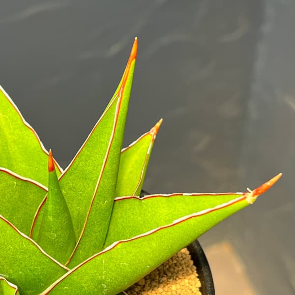 サンセベリア:タワー 3.5号鉢植え