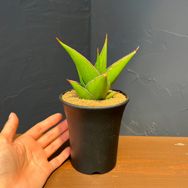 サンセベリア:タワー 3.5号鉢植え