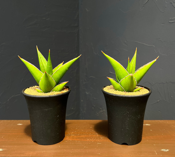 サンセベリア:タワー 3.5号鉢植え