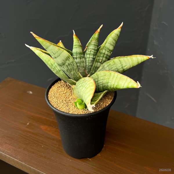 サンセベリア:ライオンハート 3.5号鉢植え