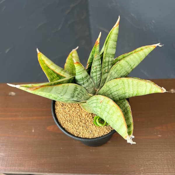 サンセベリア:ライオンハート 3.5号鉢植え