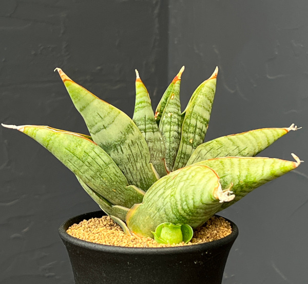 サンセベリア:ライオンハート 3.5号鉢植え