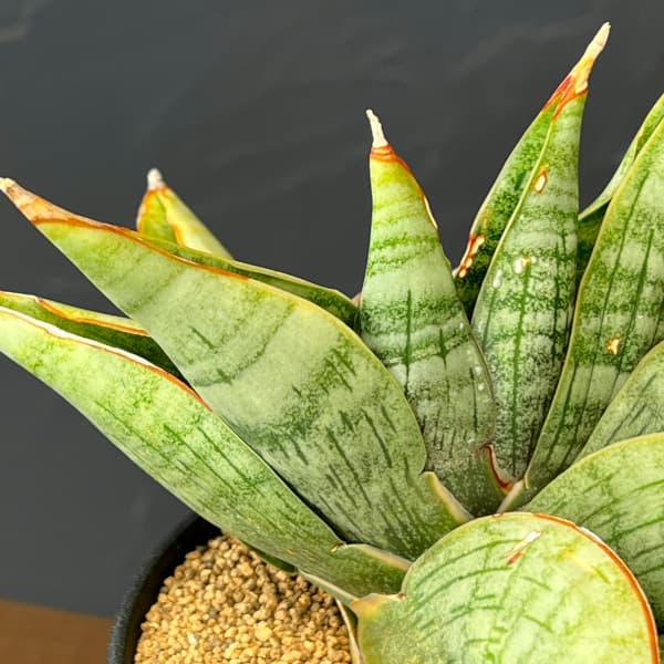 サンセベリア:ライオンハート 3.5号鉢植え