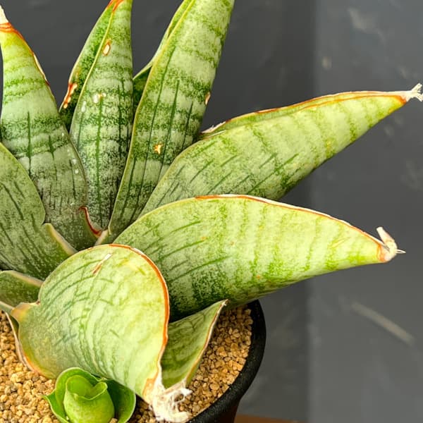 サンセベリア:ライオンハート 3.5号鉢植え