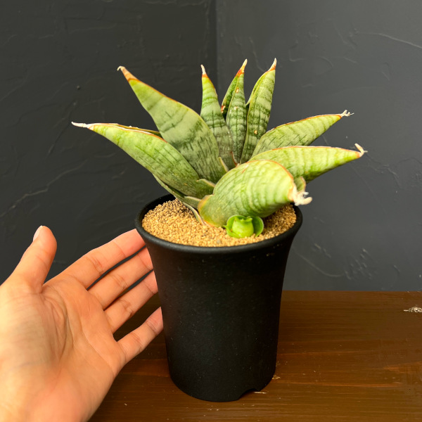サンセベリア:ライオンハート 3.5号鉢植え