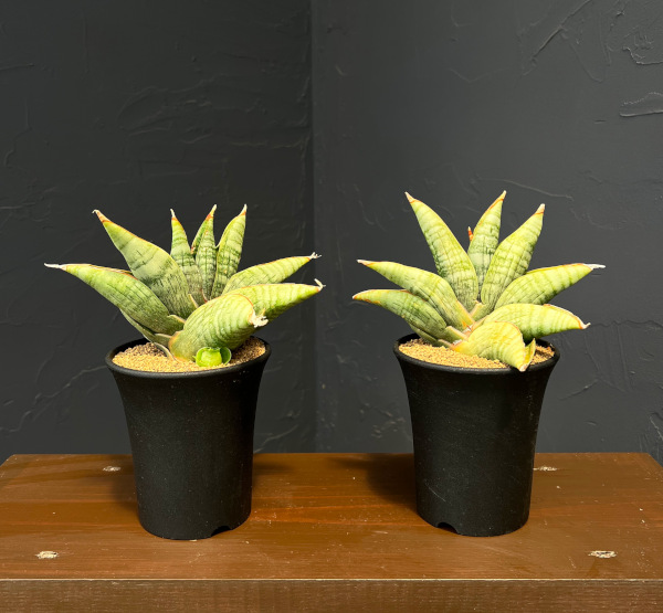サンセベリア:ライオンハート 3.5号鉢植え