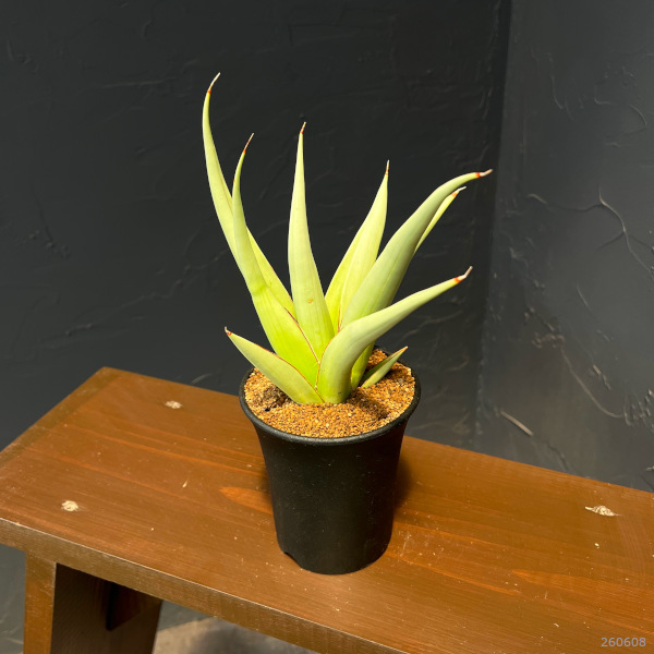 サンセベリア:ミラノ 3.5号鉢植え