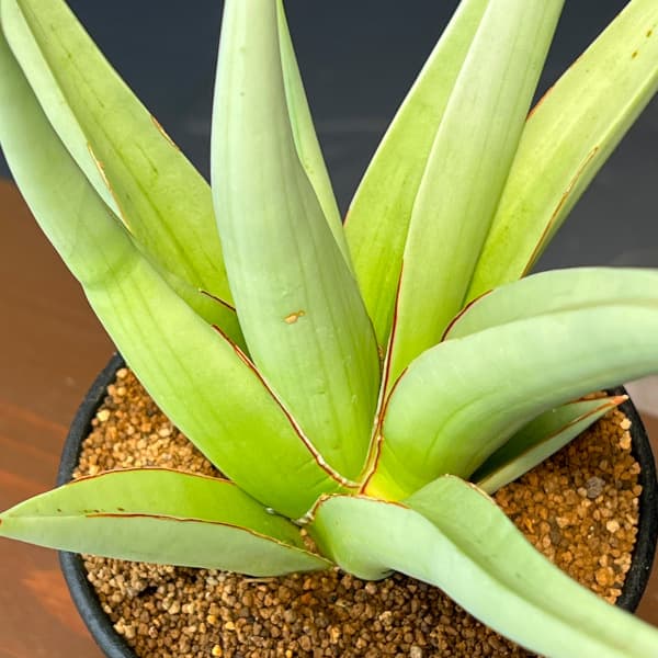 サンセベリア:ミラノ 3.5号鉢植え