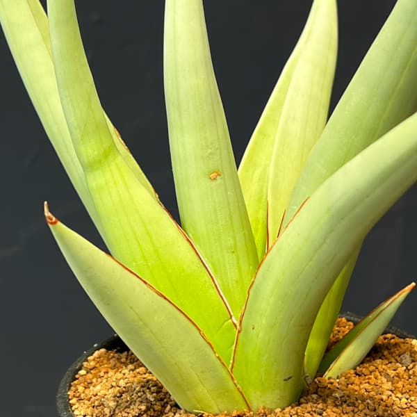 サンセベリア:ミラノ 3.5号鉢植え