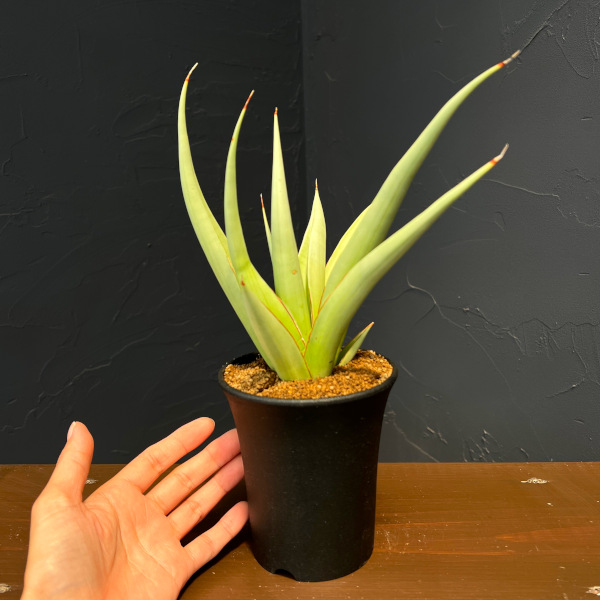 サンセベリア:ミラノ 3.5号鉢植え