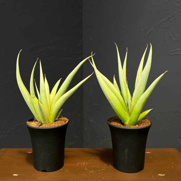 サンセベリア:ミラノ 3.5号鉢植え