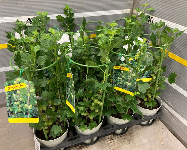 グーズベリー（すぐり）4号鉢植え