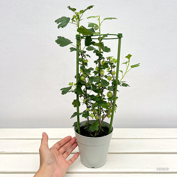 園芸ネット本店｜グーズベリー（すぐり）4号鉢植え の通販【公式】