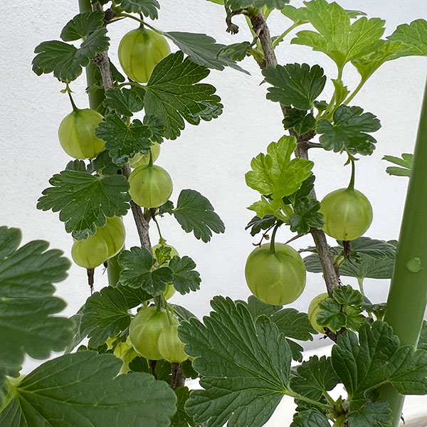 園芸ネット本店｜グーズベリー（すぐり）4号鉢植え の通販【公式】