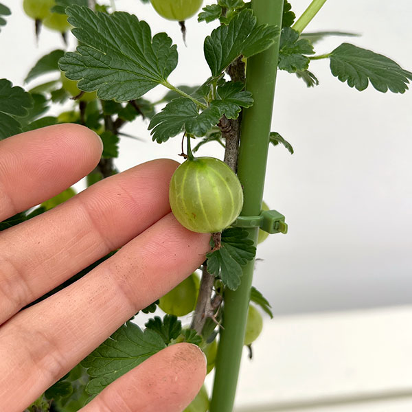園芸ネット本店｜グーズベリー（すぐり）4号鉢植え の通販【公式】