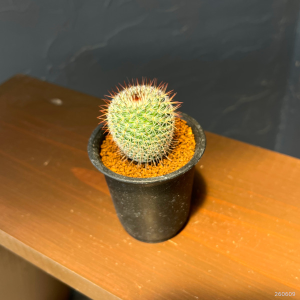 マミラリア:ハーゲアナルブラ2.5号鉢植え