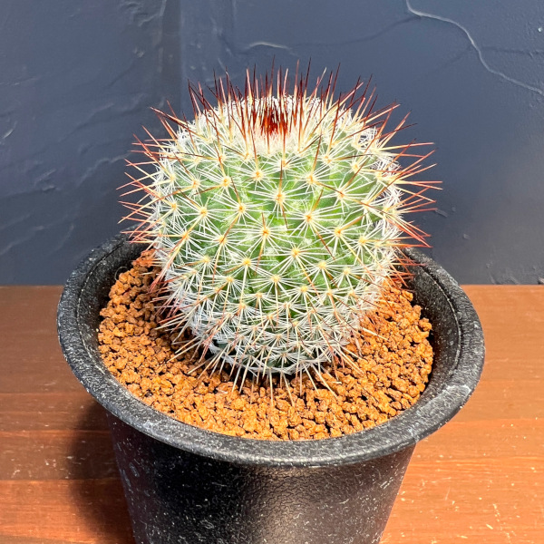 マミラリア:ハーゲアナルブラ2.5号鉢植え