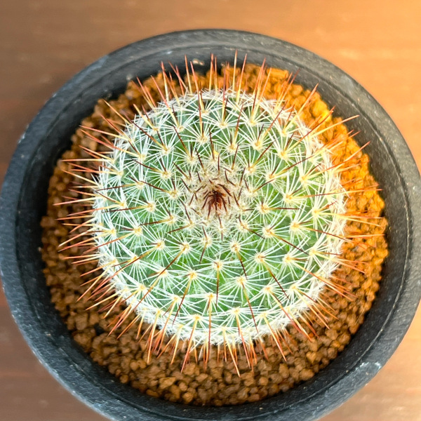 マミラリア:ハーゲアナルブラ2.5号鉢植え
