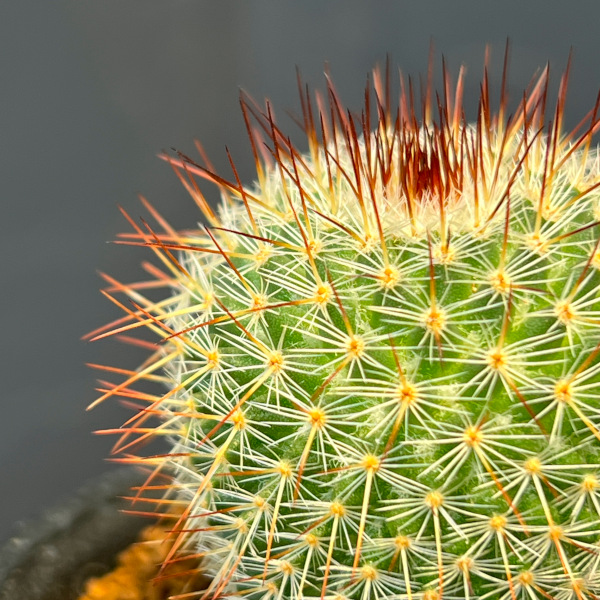 マミラリア:ハーゲアナルブラ2.5号鉢植え