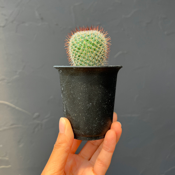 マミラリア:ハーゲアナルブラ2.5号鉢植え