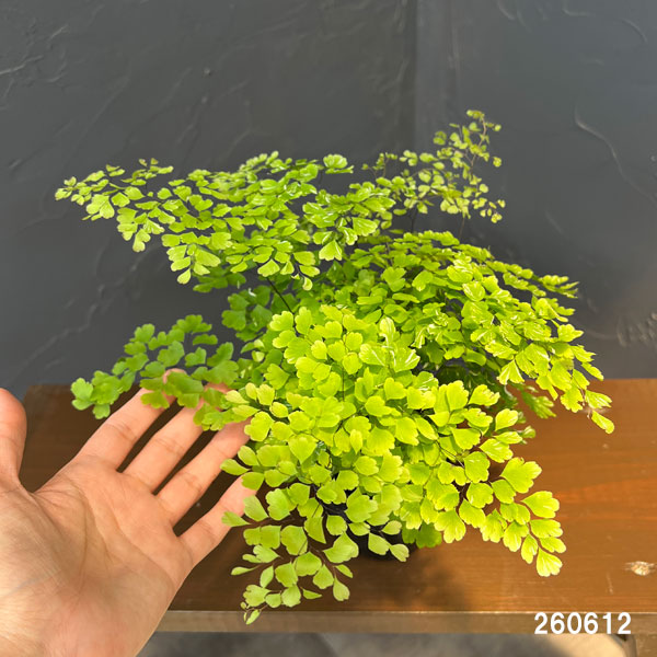 アジアンタム:スノーフレーク 3号鉢植え