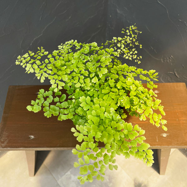 アジアンタム:スノーフレーク 3号鉢植え