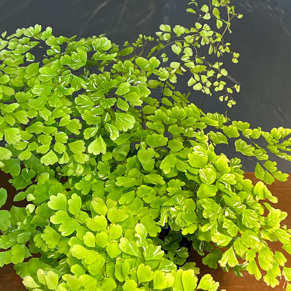 アジアンタム:スノーフレーク 3号鉢植え