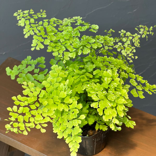 アジアンタム:スノーフレーク 3号鉢植え