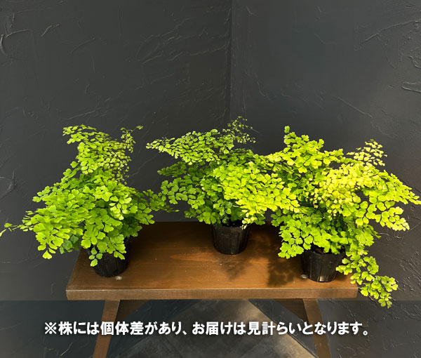 アジアンタム:スノーフレーク 3号鉢植え