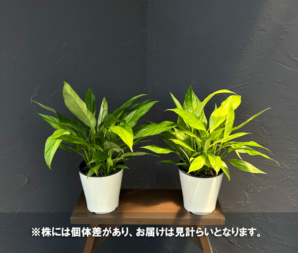 スパティフィラム：オーレア　バリエガータ5号鉢植え
