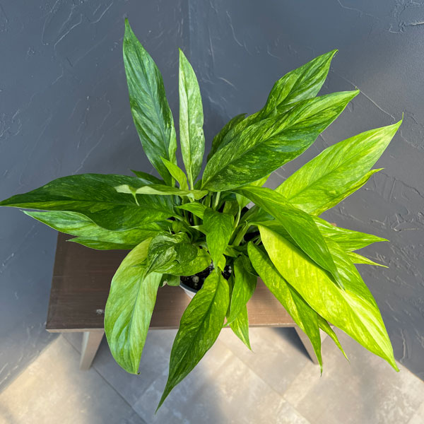 スパティフィラム：オーレア　バリエガータ5号鉢植え