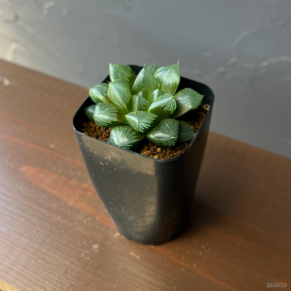 ハオルチア:大紫オブツーサ 2.5号鉢植え*