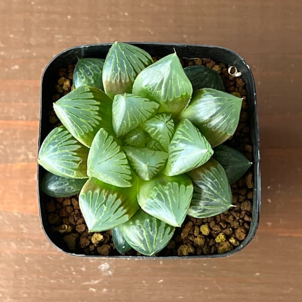 ハオルチア:大紫オブツーサ 2.5号鉢植え*