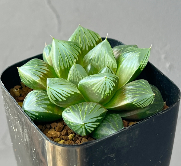 ハオルチア:大紫オブツーサ 2.5号鉢植え*